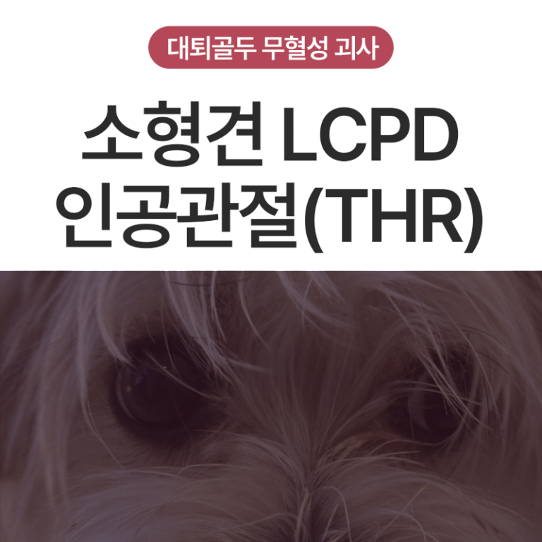 울산 강아지 고관절 수술, 대퇴골두무혈성괴사 수술 케이스 – 소형견 비시멘트 인공관절(THR)과 슬개골탈구 동시 치료