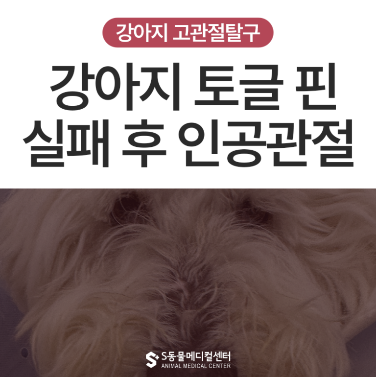 울산 강아지 고관절 탈구, 토글 핀 실패 후 인공관절 재수술 – 수술전문 동물병원