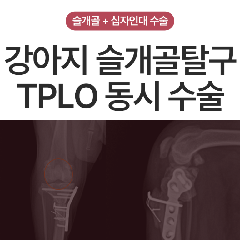 울산 강아지 십자인대 파열 및 슬개골탈구 동시 교정 수술 케이스 – “절뚝이고 토끼처럼 뛰어요”