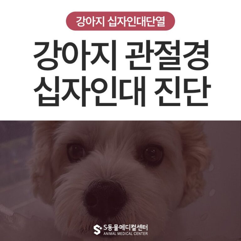 원인불명 후지 파행 환자의 관절경을 통한 십자인대 부분 파열 확진-울산 강아지 관절경 동물병원