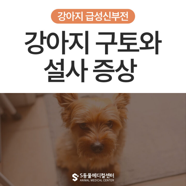 강아지 구토, 설사 증상 – 울산동물병원 강아지 급성신부전 치료후기