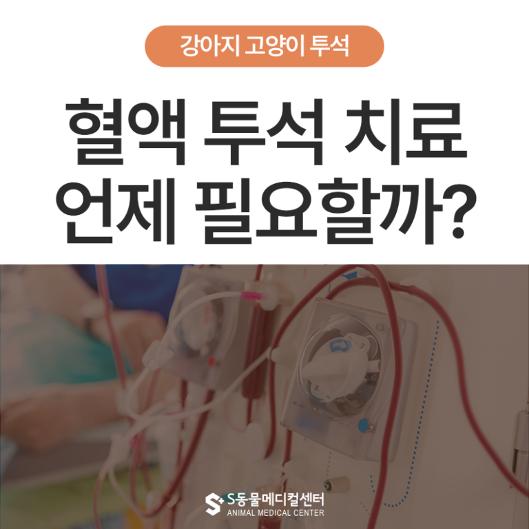 강아지, 고양이 반려동물 혈액투석, 정말 효과 있을까? 보호자가 꼭 알아야 할 것!