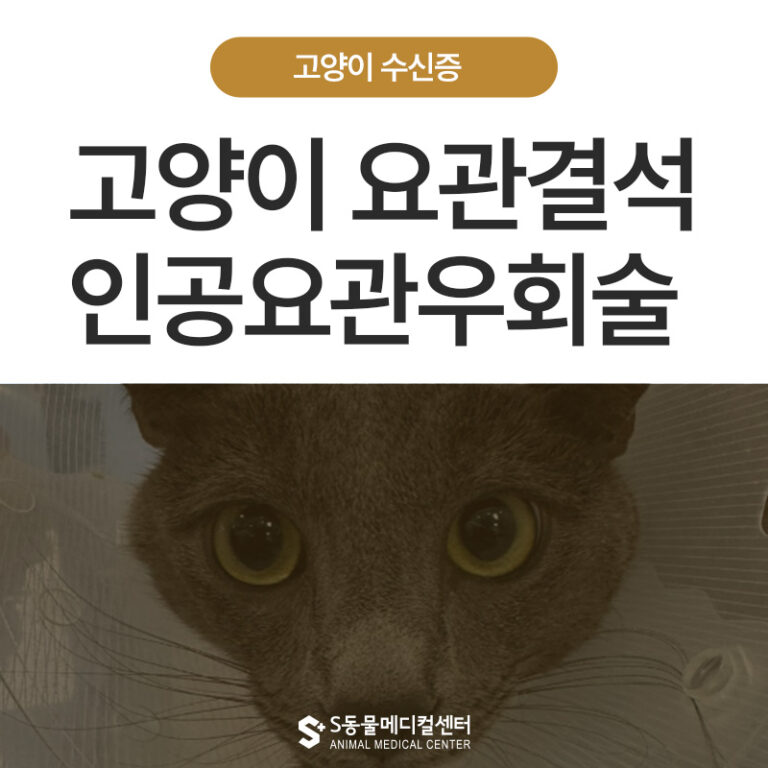 고양이가 소변을 못 보고 힘없이 늘어져 있어요 고양이 수신증 치료 인공요관우회술(SUB)- 울산 동물병원