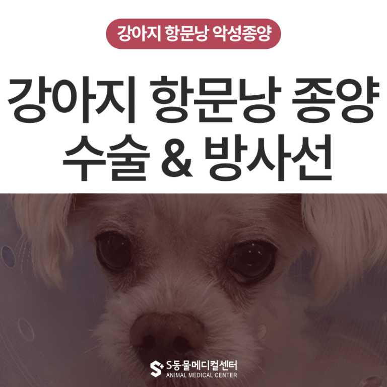 항문 옆에 혹이 생겼어요, 강아지 항문낭 악성종양(AGASACA) 수술, 방사선 치료 – 울산 종양 수술 전문 동물병원