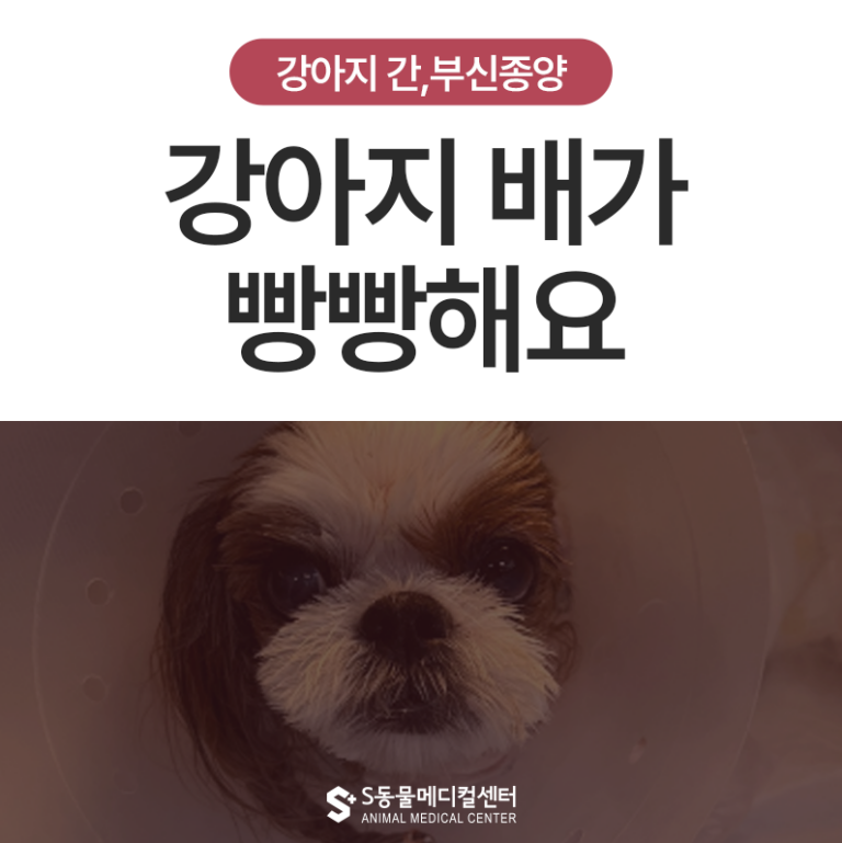 강아지 배가 빵빵해요, 쿠싱증후군 강아지 간암 수술, 부신종양 수술 후기 – 울산 강아지종양수술 전문병원