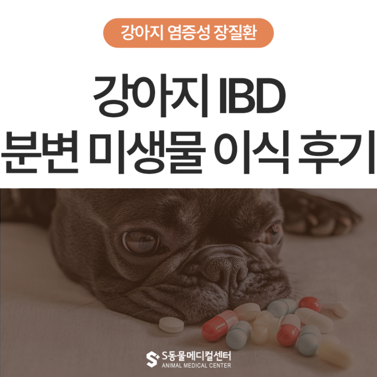 강아지 염증성장질환(IBD) 분변 이식 적용사례