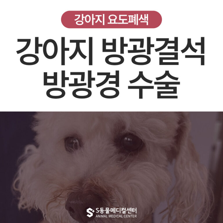 강아지 방광결석, 단 1cm 절개로 수술이 가능한 이유 _ 강아지 혈뇨, 방광결석으로 인한 요도폐색 – 울산 강아지 방광경