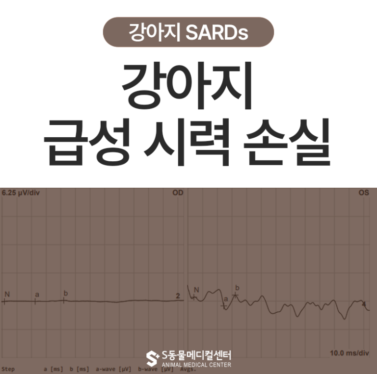 강아지 SARDs 급성 후천성 망막 변성증 / 울산 강아지 안과
