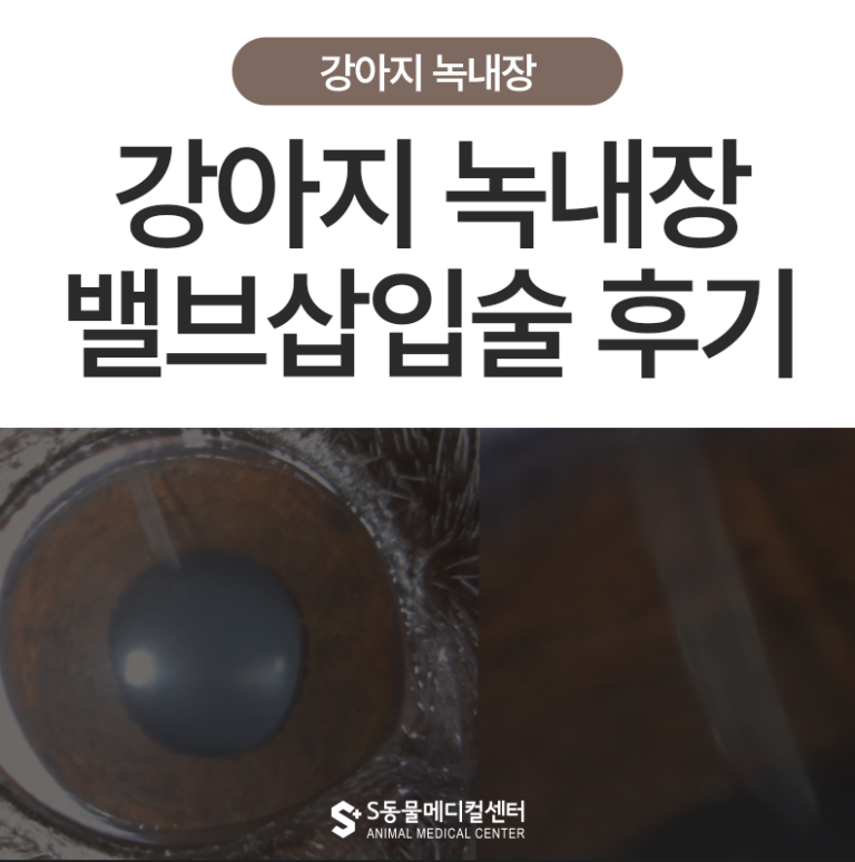 강아지 녹내장 수술 밸브삽입술 수술케이스 – 울산 강아지 녹내장 안과