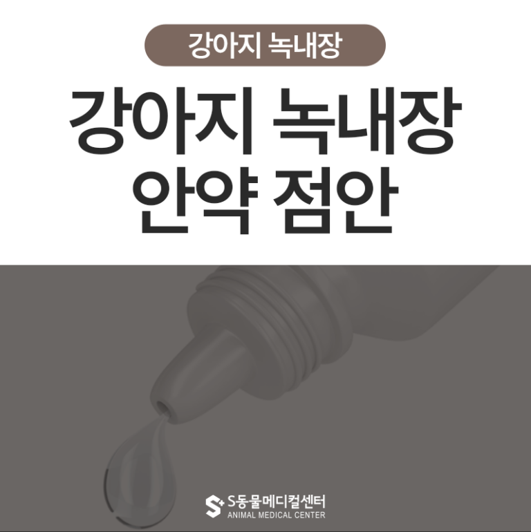 강아지 녹내장 안약 점안 – 울산 강아지 녹내장 안과