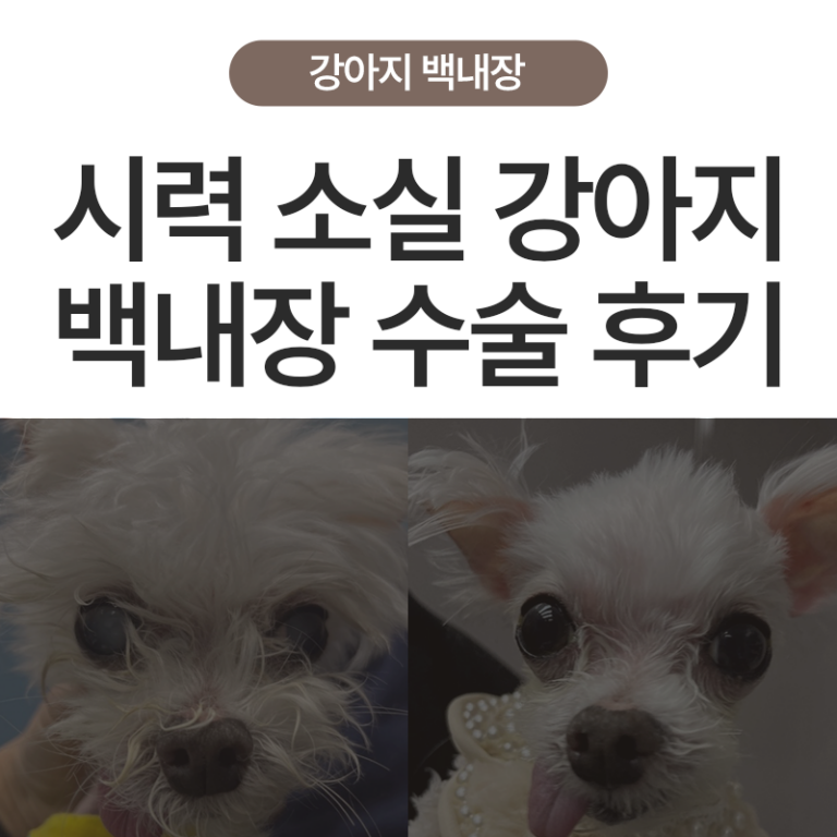 시력 소실된 강아지, 심장병 강아지 백내장 수술 후 시력회복 후기 – 울산 안과 에스 동물병원