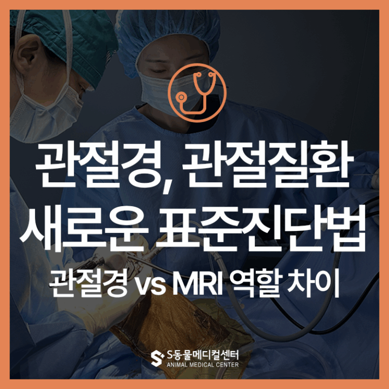 강아지 절뚝임 관절 문제, 관절경 수술이 필요한 순간은? (MRI와 차이점까지 설명) – 울산 외과 전문 에스동물병원
