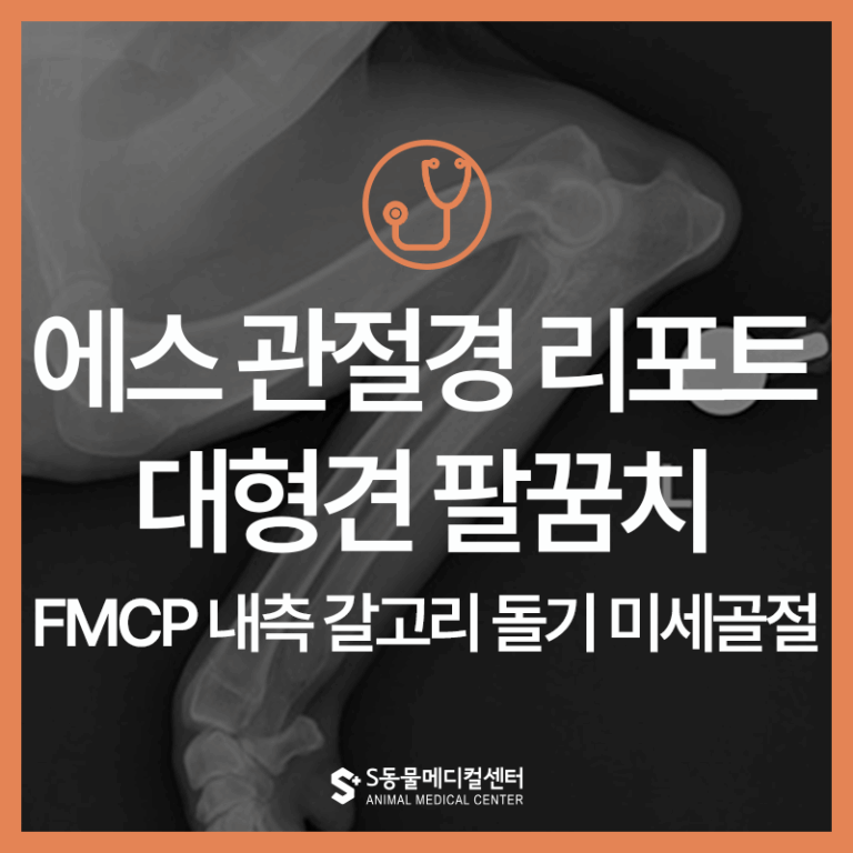 [울산 에스 관절경 리포트] 강아지 앞다리 절뚝거림, 성장통일까? 강아지 팔꿈치 이형성증(FMCP)일까?