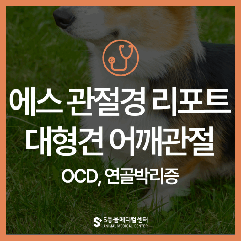 [울산 에스 관절경 리포트] 강아지 앞다리 파행, X-Ray에서 안보이는 어깨 관절 질환 OCD(연골박리증) 관절경 진단과 치료
