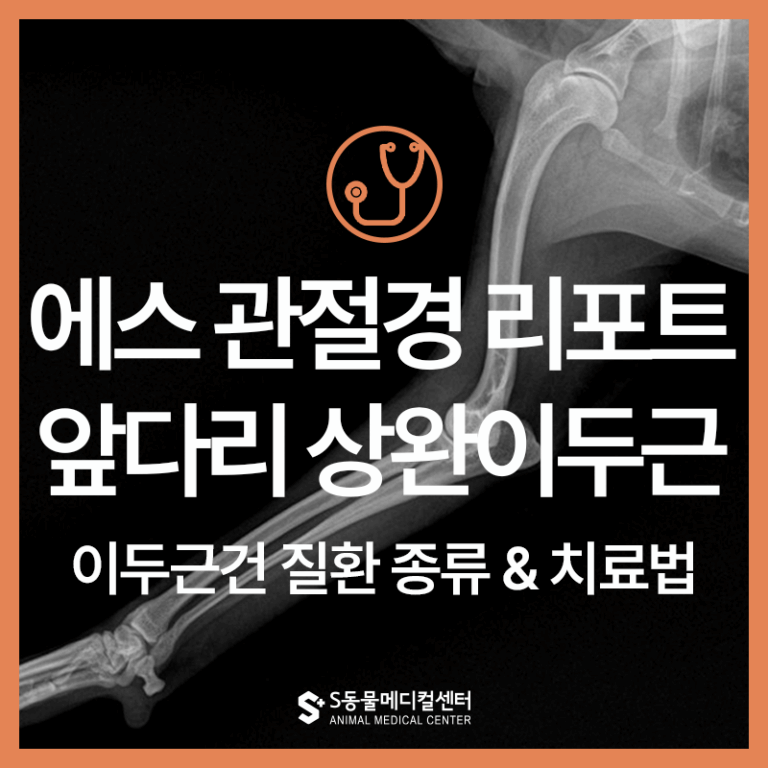 [울산 에스 관절경 리포트] 강아지 앞다리 파행, 단순 염좌로 보기엔 위험합니다 – 상완 이두근건 증상과 치료