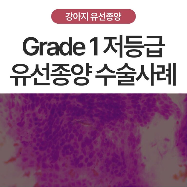 [종양 S.O.S] 8살 포메라니안 강아지 악성 유선종양 Grade1 저등급 수술 사례 – 울산·포항·경주 암 전문 에스동물병원