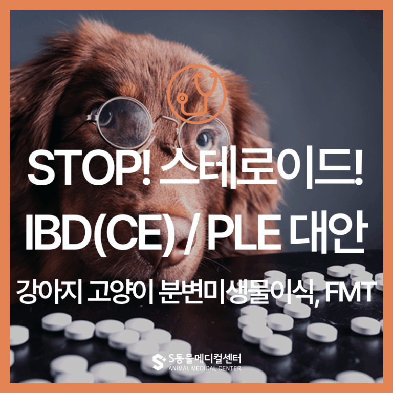 [STOP!🚫 스테로이드] 강아지 고양이 만성 장질환(IBD/PLE/CE) 만성 장질환에 새로운 대안, FMT란? – 울산 에스동물병원