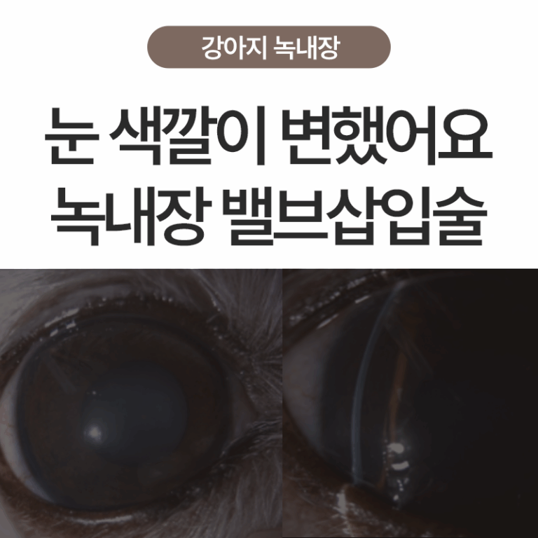 ‘눈 색깔이 변했어요’ 10살 말티즈 토토의 강아지 녹내장 밸브 수술 이야기 – 부산·울산 안과 동물병원 에스동물메디컬센터