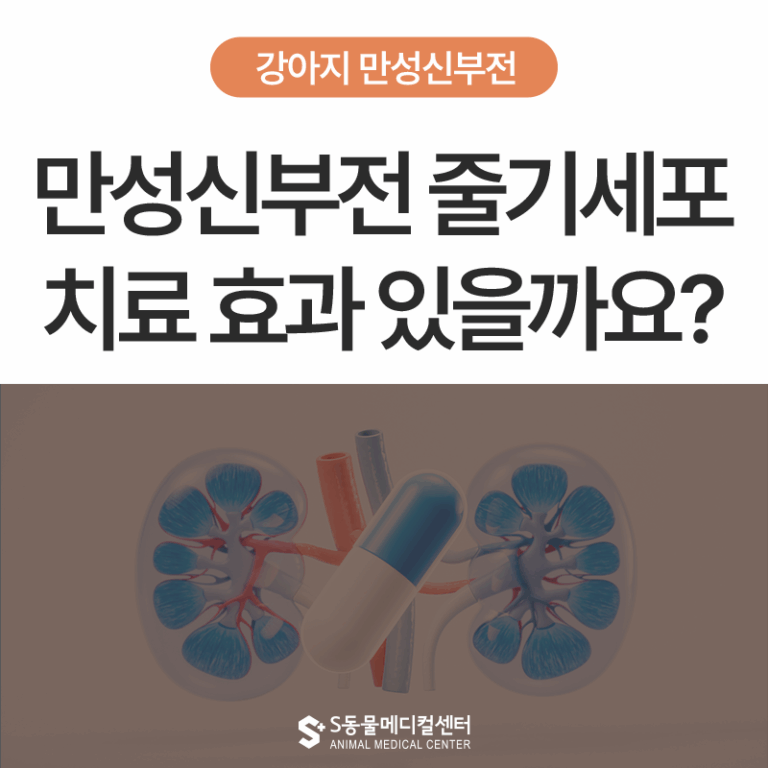[강아지 만성신부전 1편] 줄기세포 치료로 좋아질 수 있을까요? – 울산 에스동물병원 내과센터