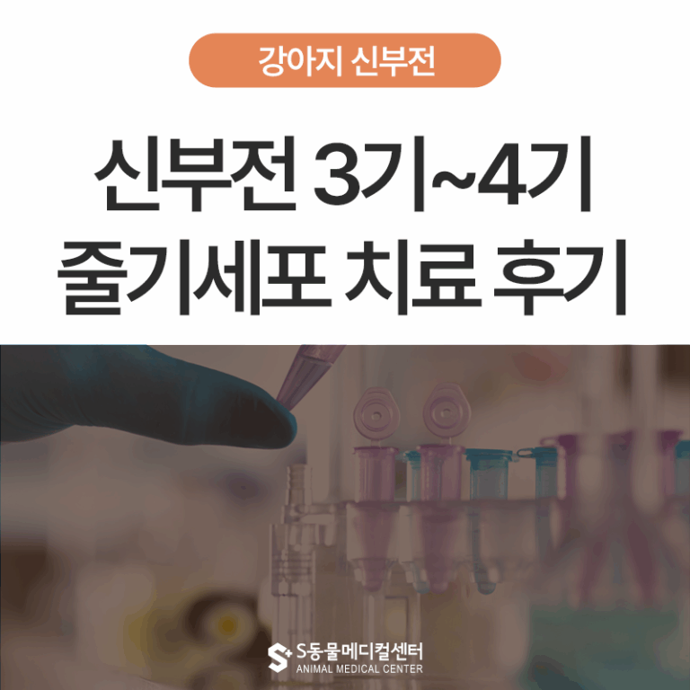 [강아지 만성신부전 2편] 신부전 3기 4기 줄기세포로 회복한 후기 – 울산 강아지 고양이 신장전문 에스동물병원