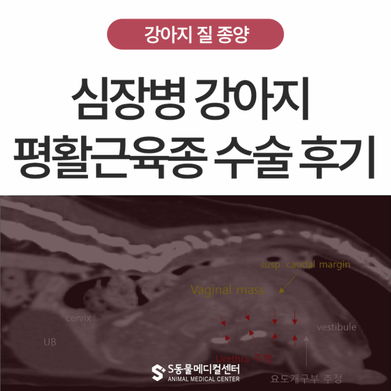 [종양 S.O.S] 고난도 종양 수술 | 심장병 강아지 악성 질 종양, 평활근육종 수술 후 집중 치료 후기 – 울산 에스동물메디컬센터