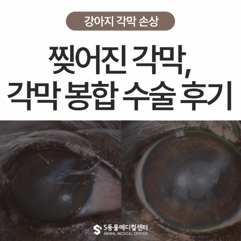 고양이 발톱에 찔려 찢어진 강아지 각막! 강아지 각막 손상 수술로 회복한 이야기 – 울산 동물병원 에스동물메디컬센터
