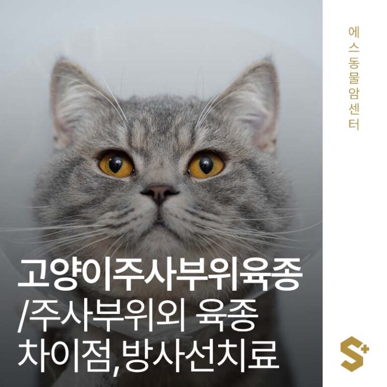 고양이 연부조직 육종(STS), 주사부위육종과 주사부위 외 연부조직 육종 차이점과 방사선 치료 효과와 예후 – 부산 양산 에스동물암센터