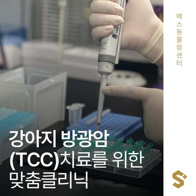 강아지 방광암(TCC) 치료를 위한 맞춤클리닉 – 에스동물암센터 방광암 클리닉