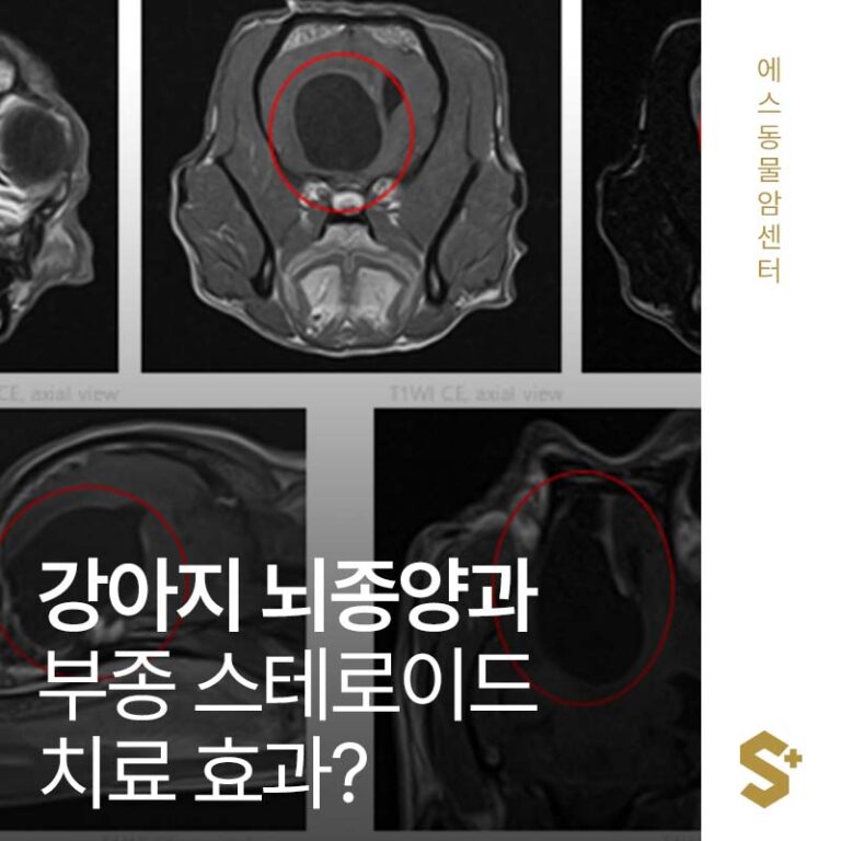 강아지 뇌종양과 부종, 스테로이드 치료 효과는? 보호자가 알아야할 사항 _ 에스동물암센터
