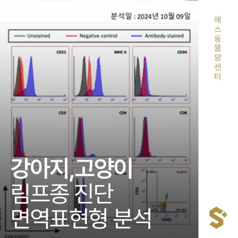 강아지 고양이 림프종 진단, 면역표현형 분석이 중요한 이유! – 에스동물암센터