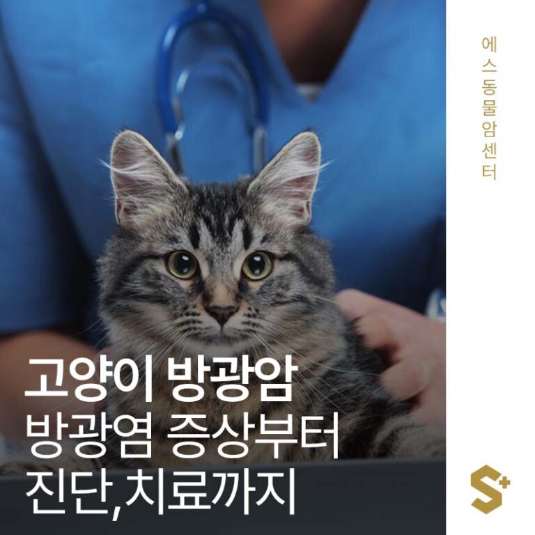 희귀한 고양이 방광암, 방광염이랑 헷갈리면 위험한 이유는? 방광암 증상부터, 진단, 치료까지 – 부산 양산 종양 전문 에스동물암센터