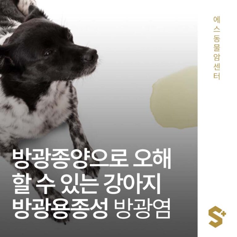 강아지 방광종양으로 오해할 수 있는 질병, 방광용종성 방광염 – 부산·양산 종양 전문 동물병원 에스동물암센터