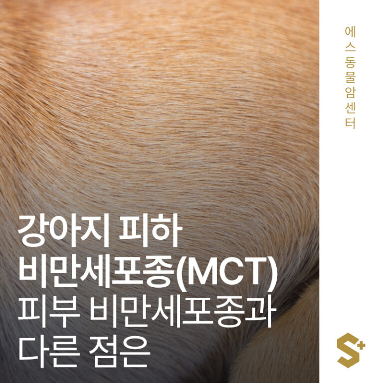 [1편] 강아지 피하 비만세포종(MCT), 피부 비만세포종과 다른 점은? – 부산 양산 경상도 종양 전문 에스동물암센터