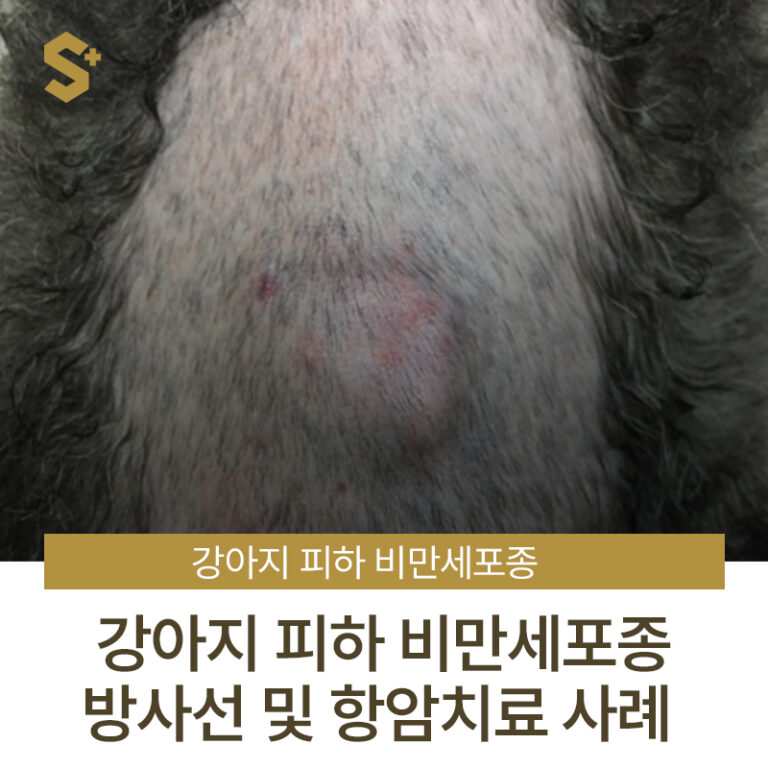 [2편] 강아지 피하 비만세포종, 등에 혹 수술 후 방사선 및 항암치료 사례 – 부산 양산 경상도 종양 전문 에스동물암센터