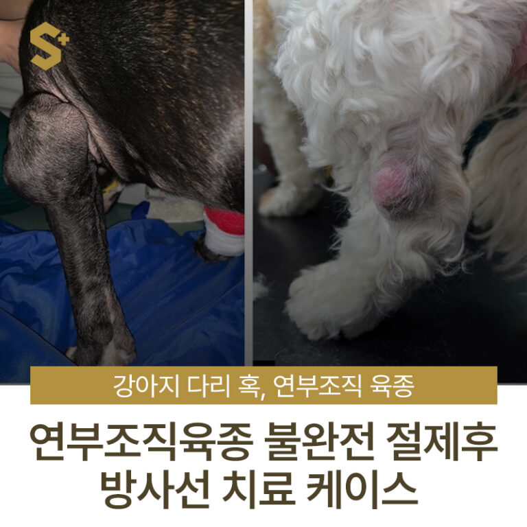 강아지 다리 혹, 연부조직육종 불완전 절제 수술 후 방사선 치료 케이스 – 부산 양산 에스동물암센터