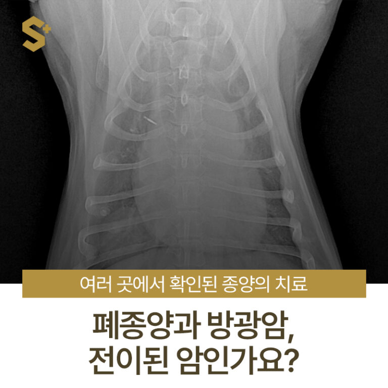 폐종양과 방광암, 2곳에 종양이 있다고요? 하지만 전이된 암은 아닙니다 _ 강아지 고양이 반려동물 암센터