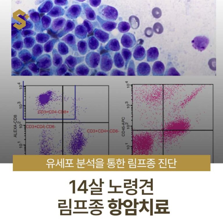 강아지 림프종 정확한 진단과 항암치료! 유세포분석을 통한 저위험 림프종 진단. 14살 강아지 림프종 항암치료 후기 _ 에스동물암센터