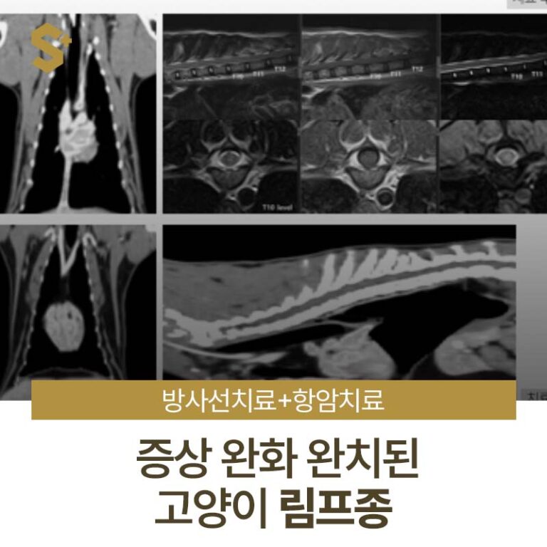 림프종으로 고생하던 고양이, 에스동물암센터에서 방사선치료 후 크리스마스에 완치판정