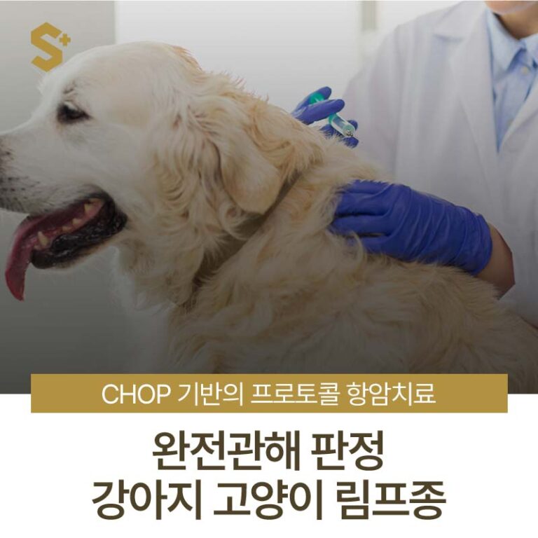 강아지 림프종 항암치료 화학요법 CHOP 다재항암요법 완전관해 치료 케이스 – 양산 에스동물암센터