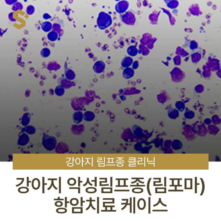 양산 에스동물암센터 림프종 클리닉 – 강아지 악성림프종(림포마) 항암 치료 케이스