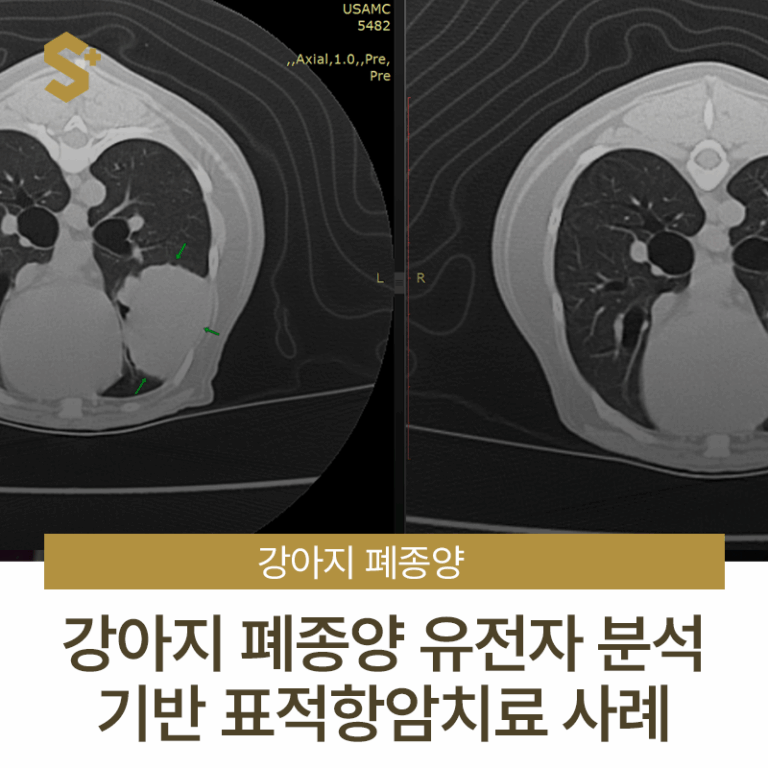 강아지 폐종양, 유전자 분석 기반 표적항암치료 사례 – 부산·양산 에스 동물 암센터
