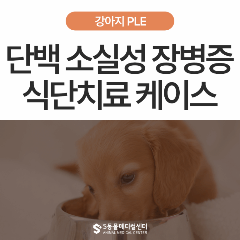 [STOP!🚫스테로이드] 흑변과 구토, 강아지 PLE(단백 소실성 장병증) 식단 치료 후기 – 울산 동물병원 에스동물메디컬센터