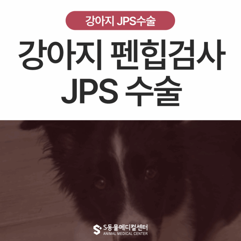 대형견 펜힙검사 및 JPS수술, 울산 24시 수술전문 동물병원, 비싼 인공관절 수술을 피하는 방법