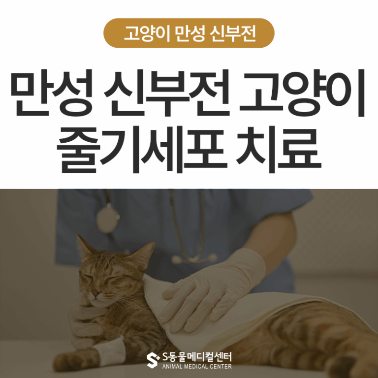 선천적 신장 무형성 노령 고양이 만성신부전, 줄기세포 치료 후기 – 양산 고양이 병원 에스동물메디컬센터