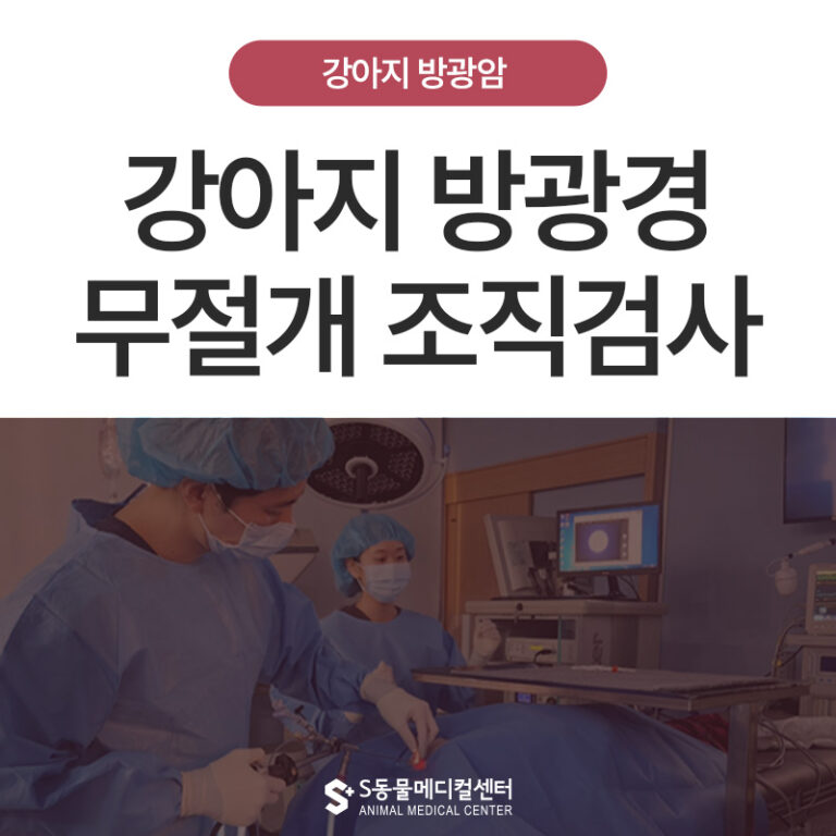 강아지 방광암 TCC 진단 위한 무절개 방광경 조직검사 – 양산 에스동물병원