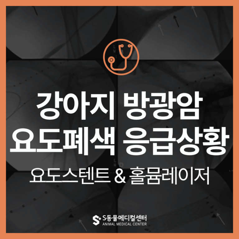 방광암(TCC)에 걸린 강아지, 요도폐색 응급 상황이라면? 에스동물메디컬센터 & 에스동물암센터 방광암클리닉