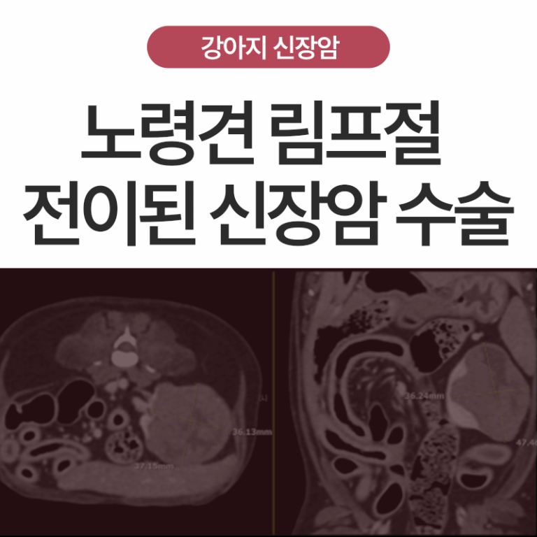 서울에서 온 10살 노령견 강아지 신장암, 림프절 전이 환자 종양 수술 사례 – 양산·부산 종양 수술 전문 에스동물병원