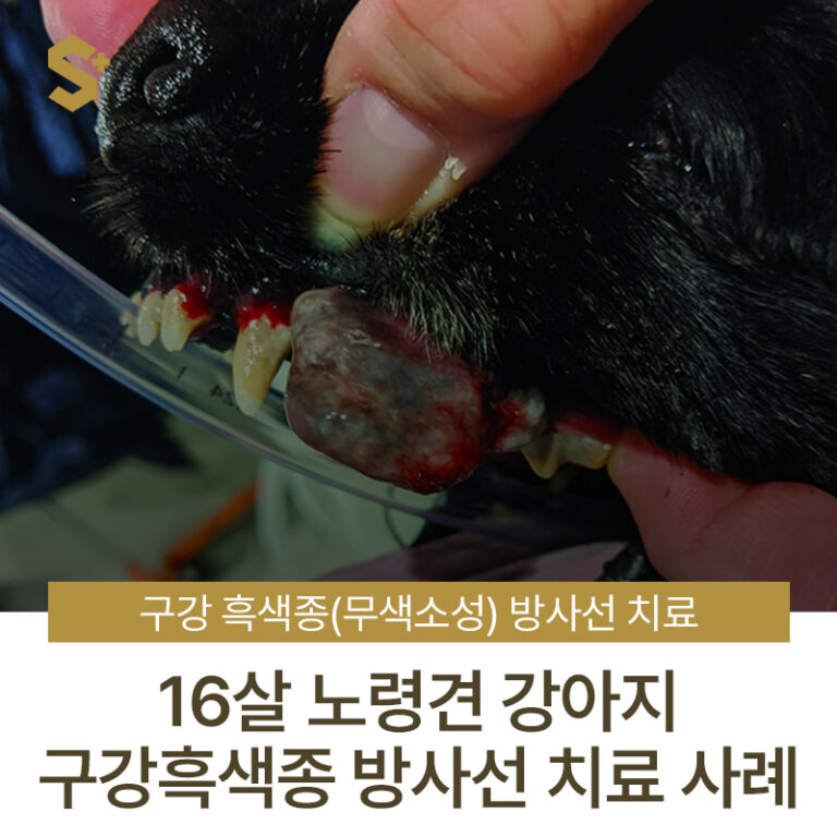 16살 노령견 강아지 구강 흑색종 (무색소성) 방사선 치료 사례 – 부산·양산 에스동물암센터
