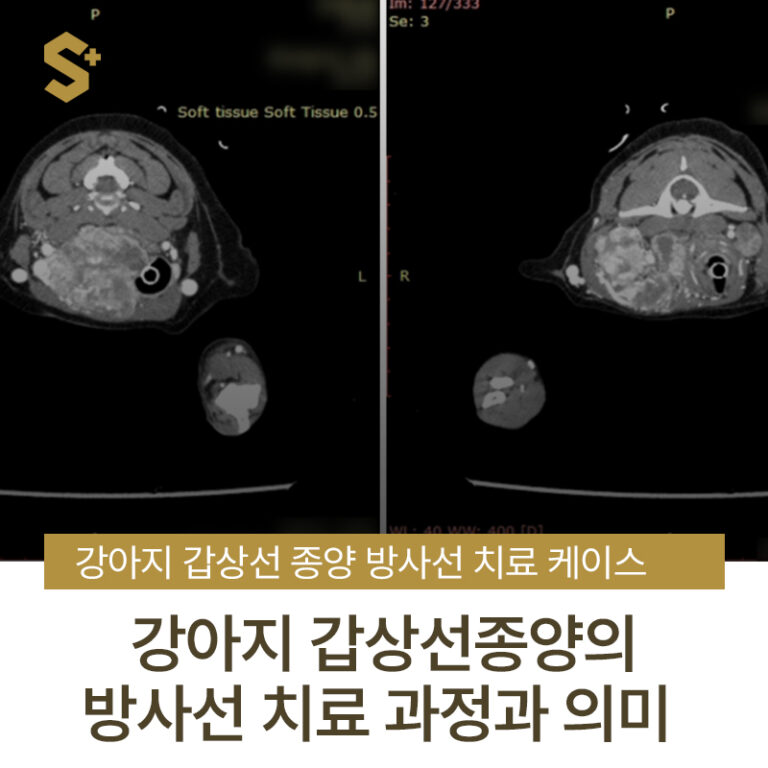 강아지 갑상선 종양 방사선 치료 사례 – 부산 양산 경상도 종양 전문 에스동물암센터