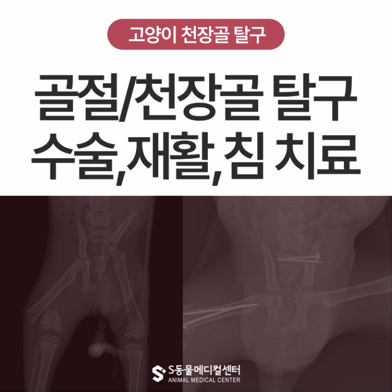 아기 고양이 사고 골절/천장골 탈구 수술 및 재활치료•침치료: 뒷다리 마비 회복 후기 – 울산 에스동물병원